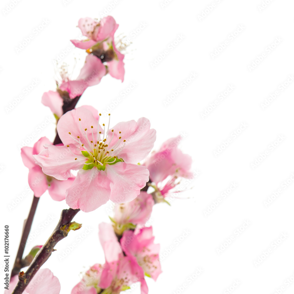 Pink almond flowers isolated on white background