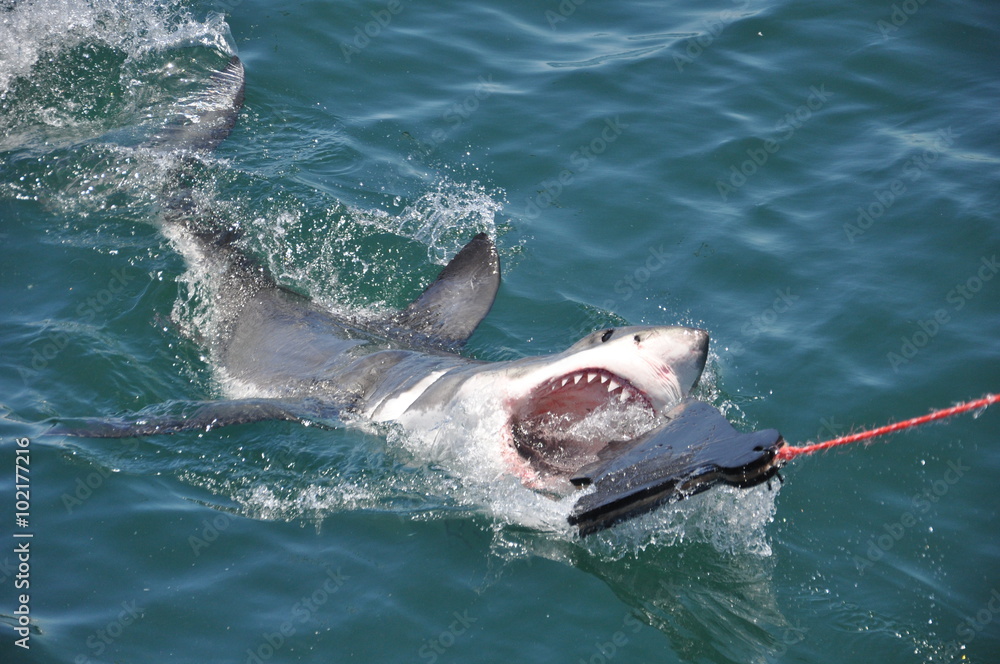 Fototapeta premium Great White Shark attacking lure