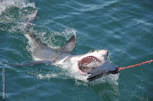 Great White Shark attacking lure