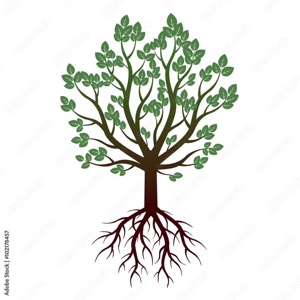 Fototapeta premium Green Tree and Roots. Vector Illustration.
