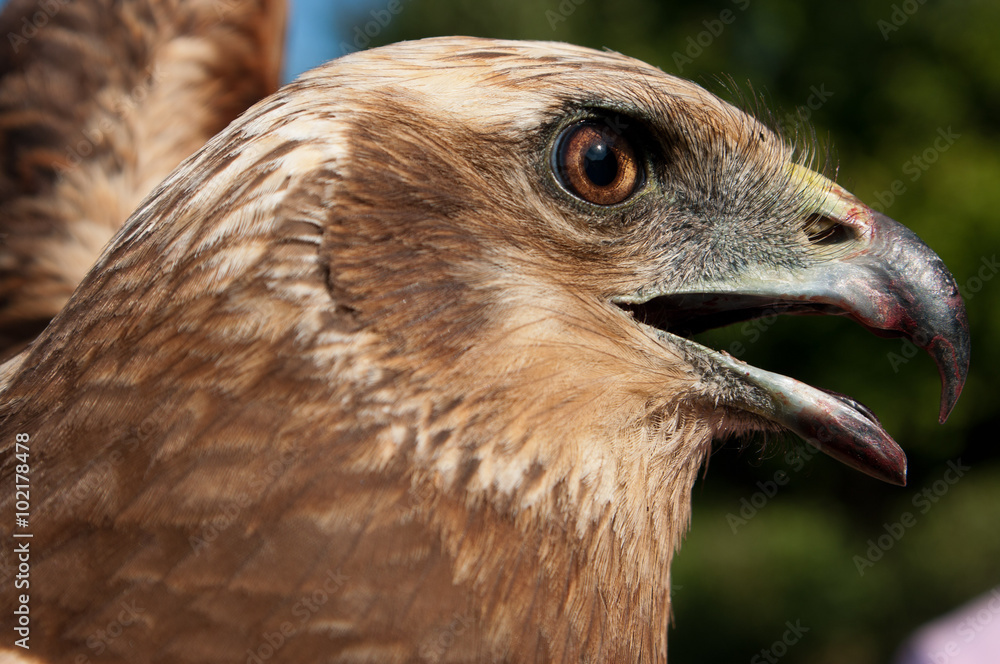 Obraz premium Wild Eagle