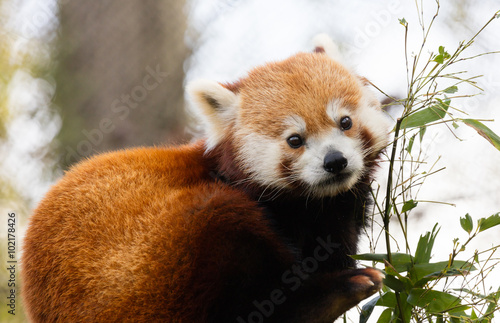 Fototapeta Naklejka Na Ścianę i Meble -  Red Panda Eating Bamboo