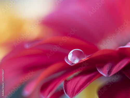 Fototapeta Naklejka Na Ścianę i Meble -  Barberton daisy,Gerbera jamesonii with water drop