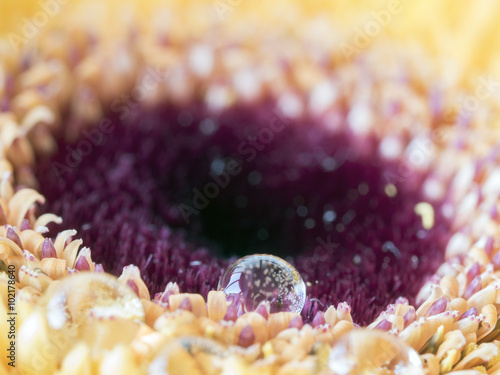 Barberton daisy,Gerbera jamesonii with water dro