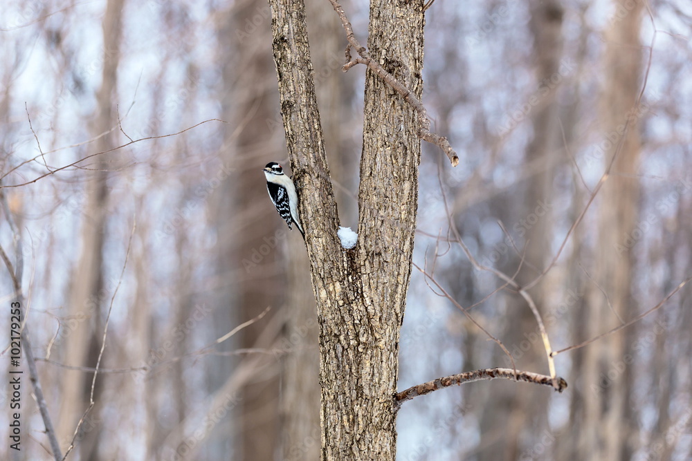 The downy woodpecker is virtually identical in plumage pattern to the