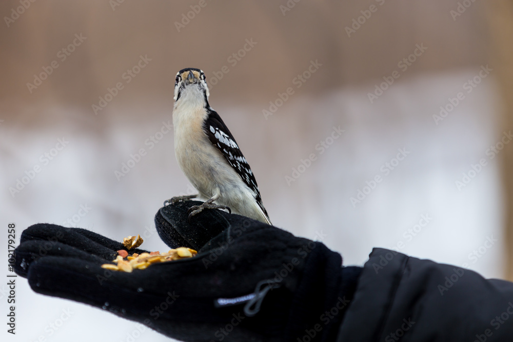The downy woodpecker is virtually identical in plumage pattern to the