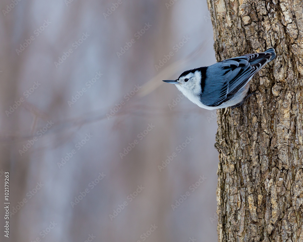 The whitebreasted nuthatch is a small songbird of the nuthatch family