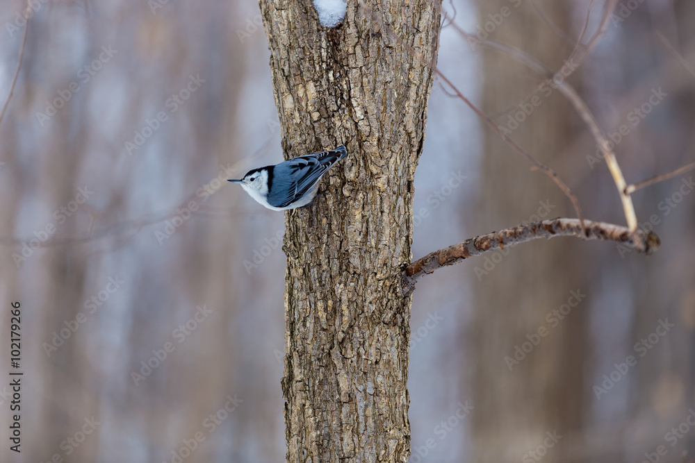 The whitebreasted nuthatch is a small songbird of the nuthatch family