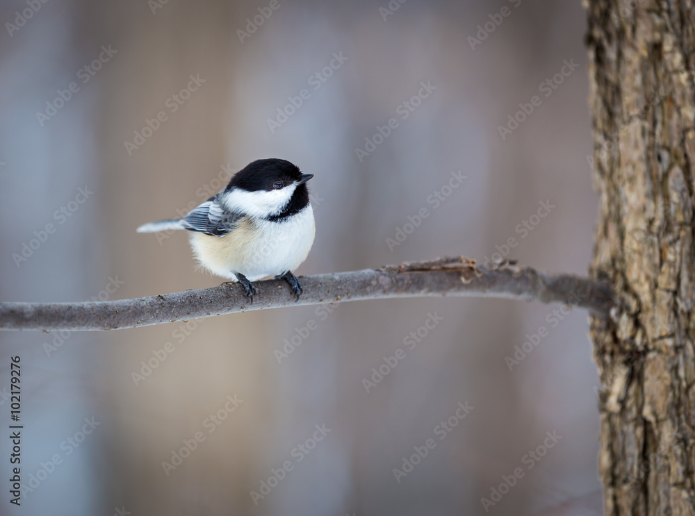 The black-capped chickadee is a small, non migratory, North American songbird that lives in deciduous and mixed forests. It is a very underrated friendly bird that will gladly take food from hands. The black-capped chickadee is a small, non migratory, North American songbird that lives in deciduous and mixed forests. It is a very underrated friendly bird that will gladly take food from hands.