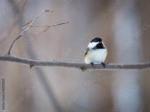 The black-capped chickadee  is a small, non migratory, North American songbird that lives in deciduous and mixed forests. It is a very underrated friendly bird that will gladly take food from hands.  photo