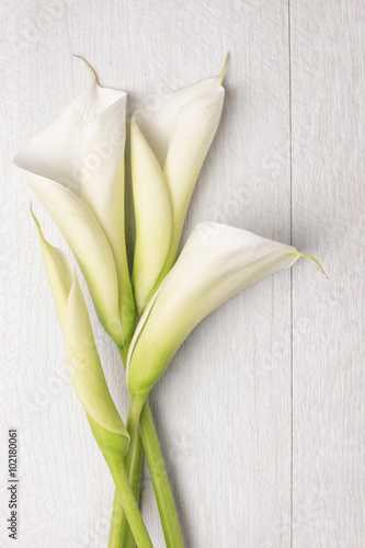 Fototapeta Naklejka Na Ścianę i Meble -  Elegant spring flower, calla lily