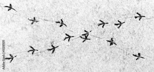Intersection of bird's roads.