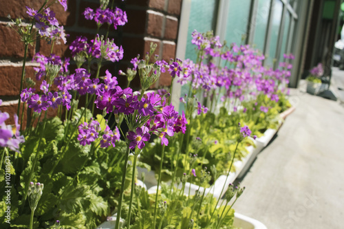 Primrose potted