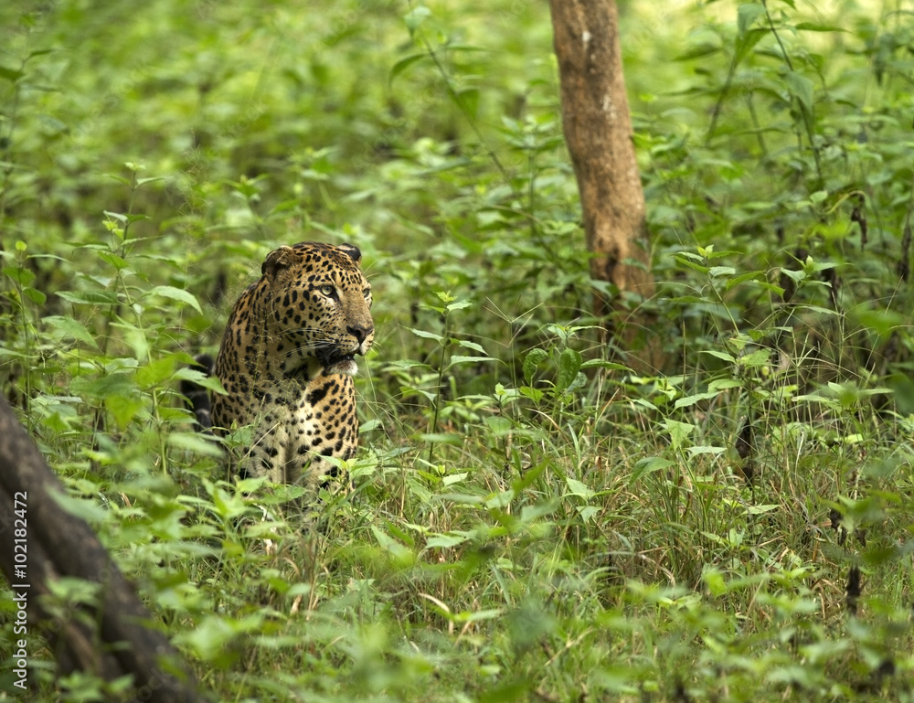 Naklejka premium Asian Leopard