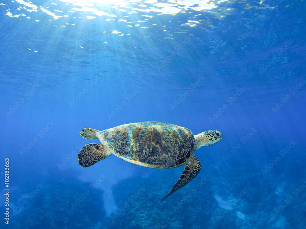 Fototapeta premium ウミガメ