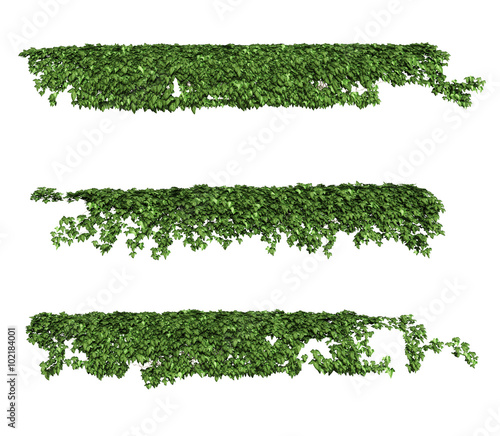 ivy leaves isolated on a white background.