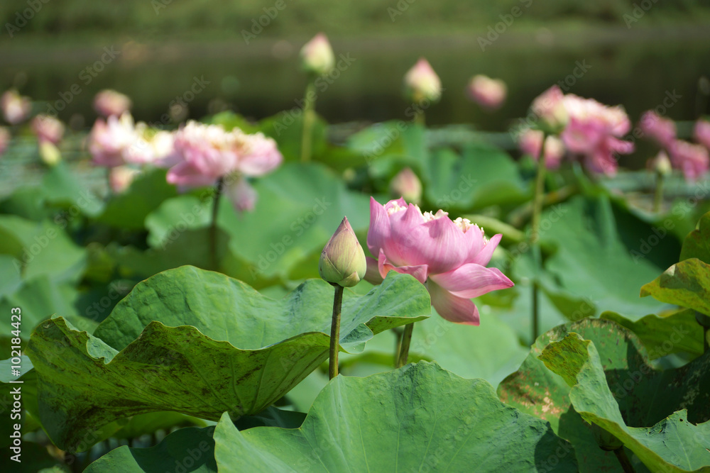 beautiful pink lotus flower in blooming beautiful pink lotus flower in blooming