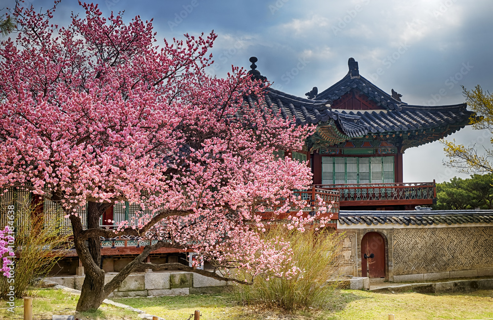 beautiful pink cherry blossom (Sakura) flower, and with vintage beautiful pink cherry blossom (Sakura) flower, and with vintage
