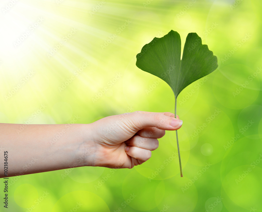 Hand holding ginkgo biloba leaf on green natural background. Hand holding ginkgo biloba leaf on green natural background.