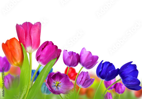 Colorful tulips isolated on white background