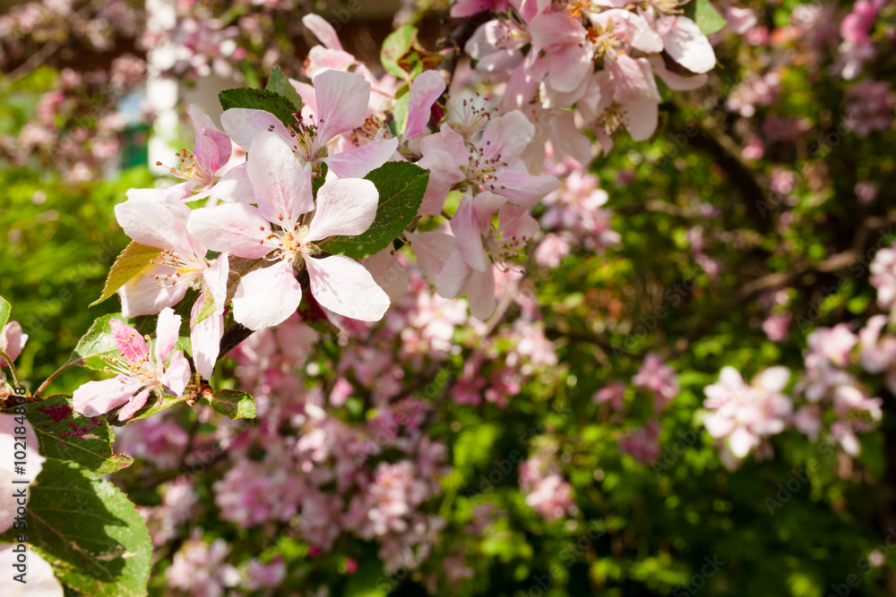 Apple tree flowers in gardern Apple tree flowers in gardern