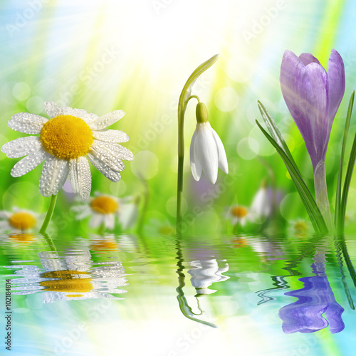 Spring flower Crocus, Daisy and Snowdrop on green natural background