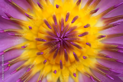 Pink Lotus flower  waterlily.