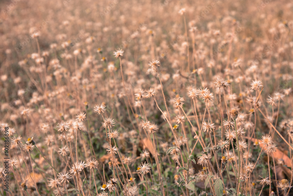field of grass flower in winter season 
