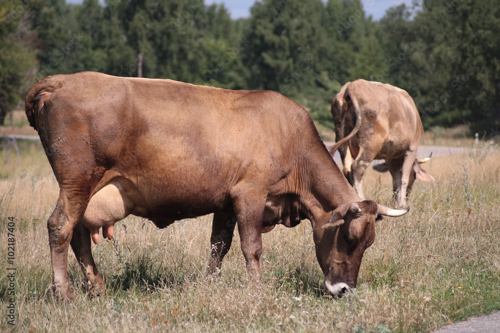 red cow with a full udder eating grass