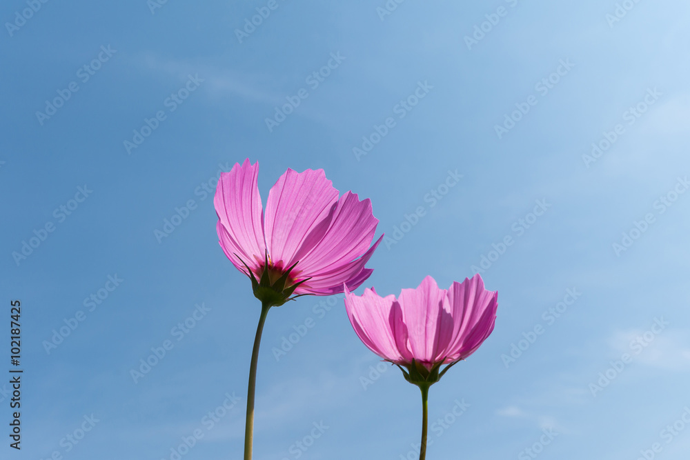 Couple Pink Cosmos flowers (Cosmos Bipinnatus) on Clear Blue Sky with Sun Backlit Couple Pink Cosmos flowers (Cosmos Bipinnatus) on Clear Blue Sky with Sun Backlit