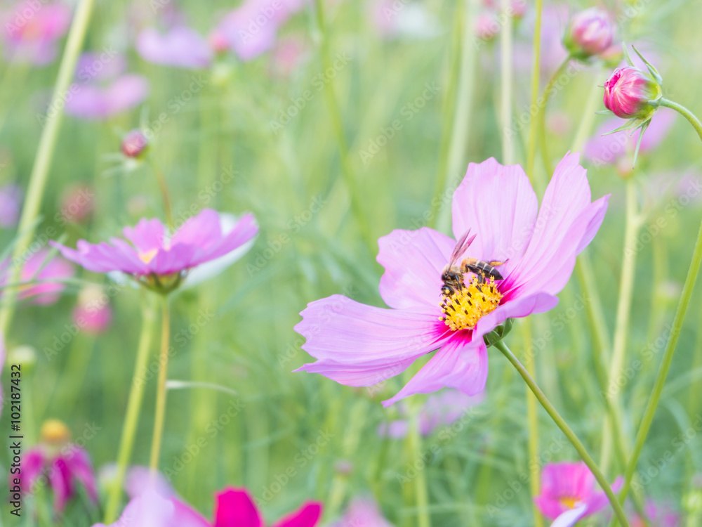 Fototapeta premium Pink Cosmos flower and honeybee, bee with blur background (Bright Soften Style)