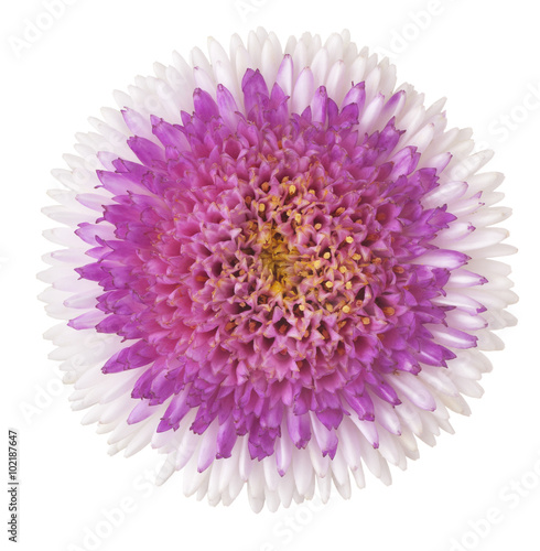 Fototapeta Naklejka Na Ścianę i Meble -  china aster