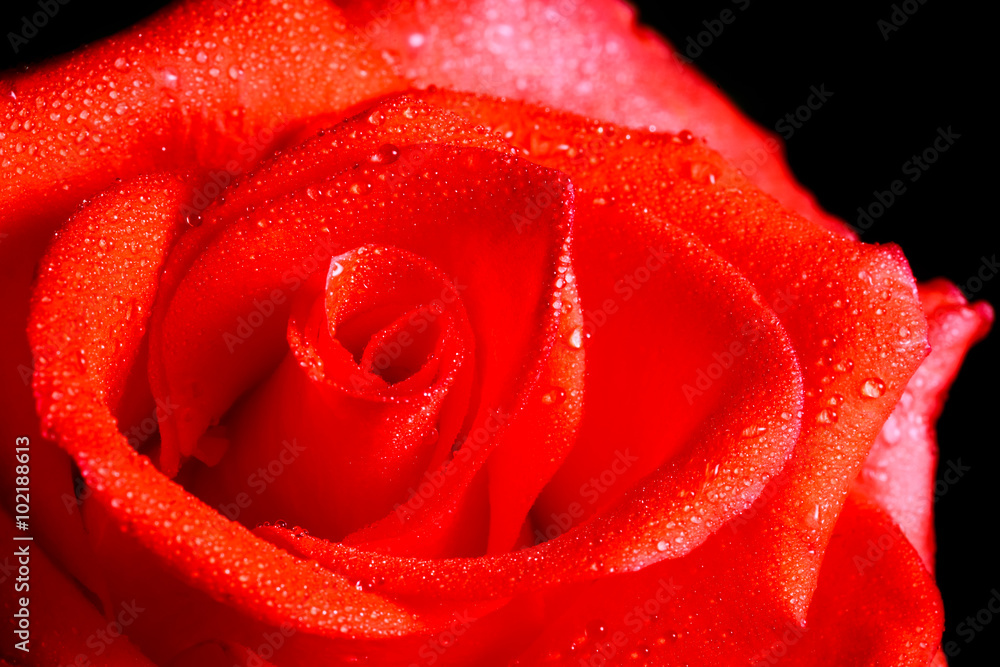 close up of red rose close up of red rose