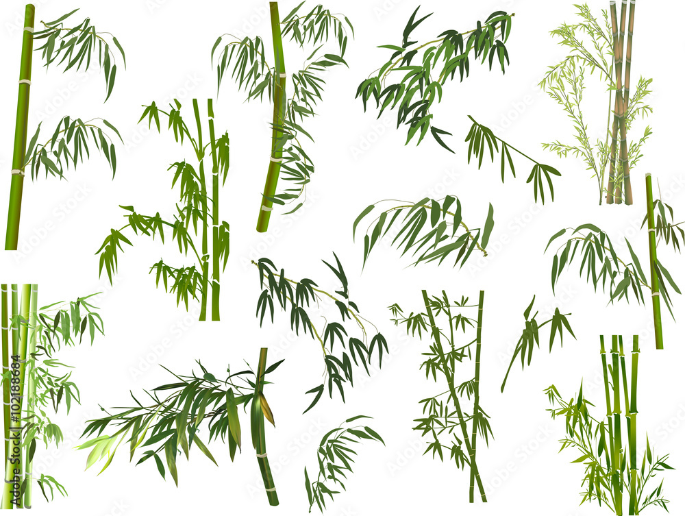 Fototapeta premium set of green bamboo branches on white
