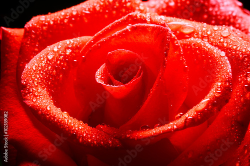 Fototapeta Naklejka Na Ścianę i Meble -  close up of red rose