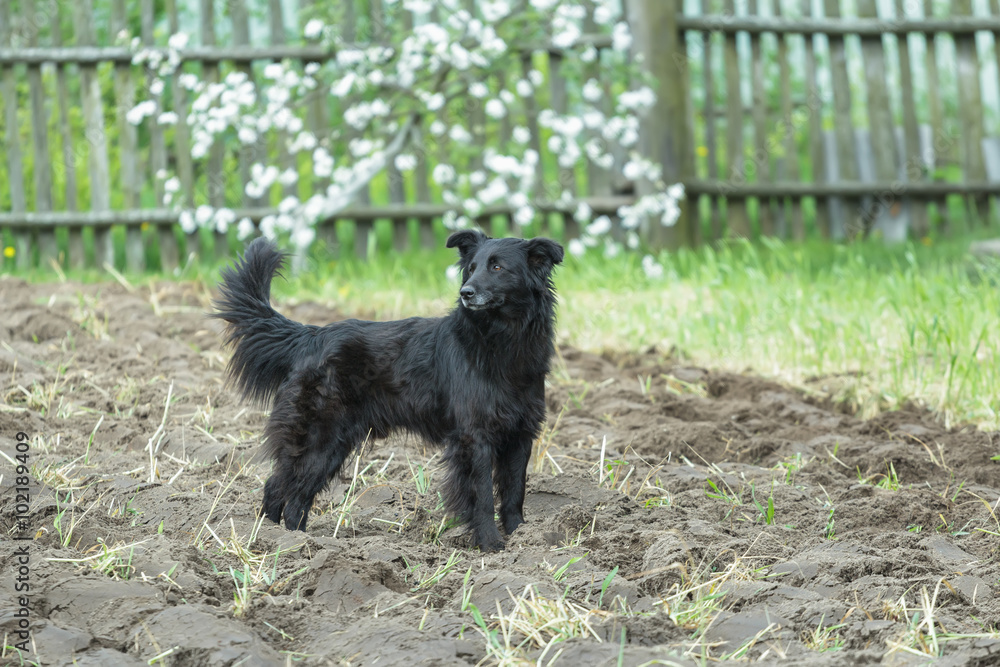 Black mongrel dog standing on freshly tilled soil at flowering fruit tree spring background Black mongrel dog standing on freshly tilled soil at flowering fruit tree spring background