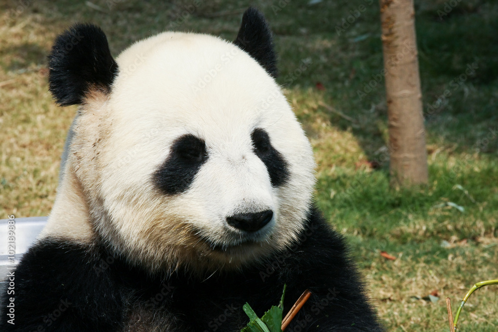 Panda eating bamboo