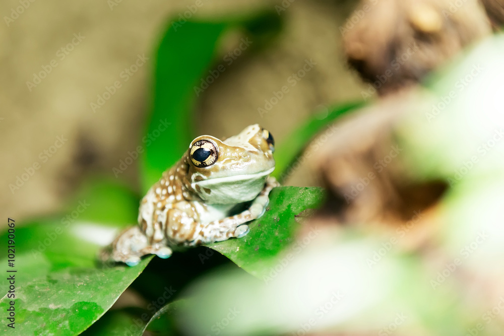 Fototapeta premium tree frog or Amazon milk frog