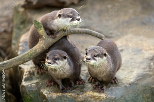 Canvas Print European otter (Lutra lutra)