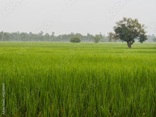 Farm rice in morning
