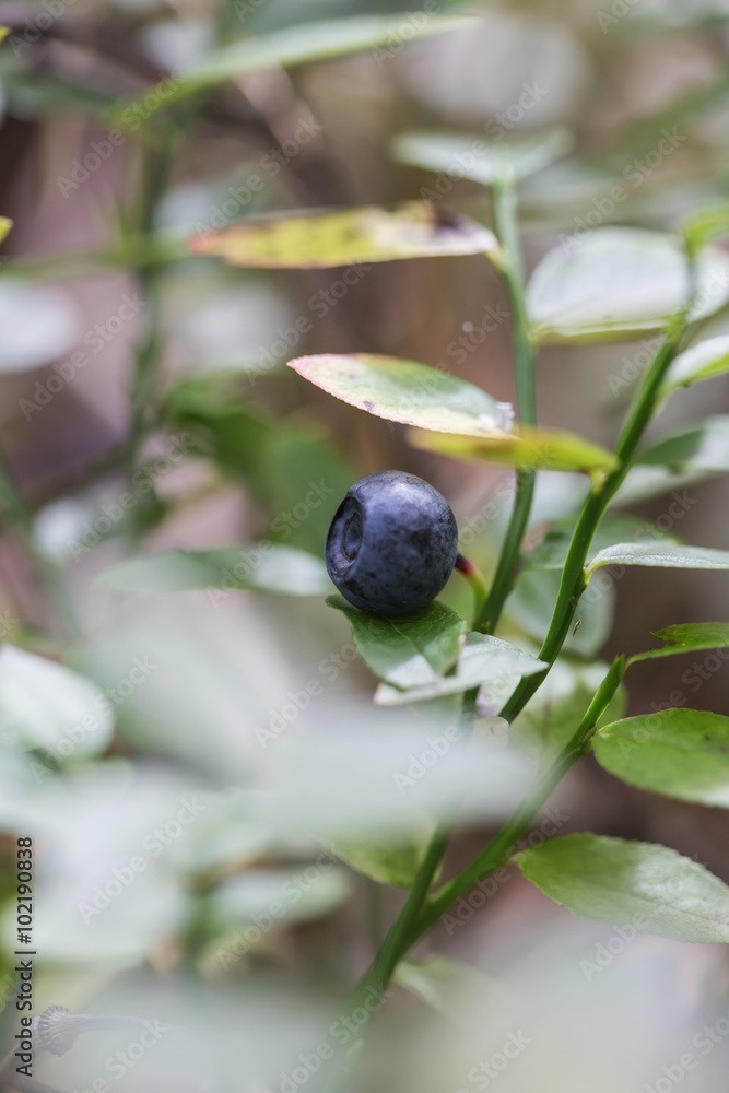fresh forest blueberry fresh forest blueberry