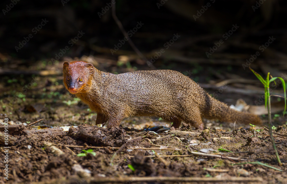 Javan Mongoose or Small asian mongoose (Herpestes javanicus) Javan Mongoose or Small asian mongoose (Herpestes javanicus)