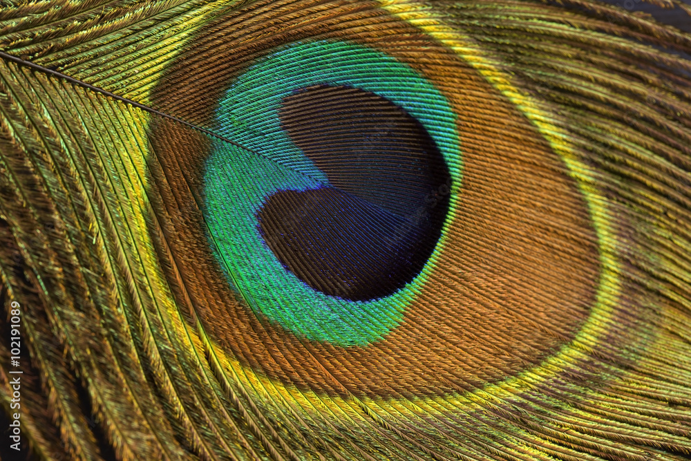 Fototapeta premium Peacock feather