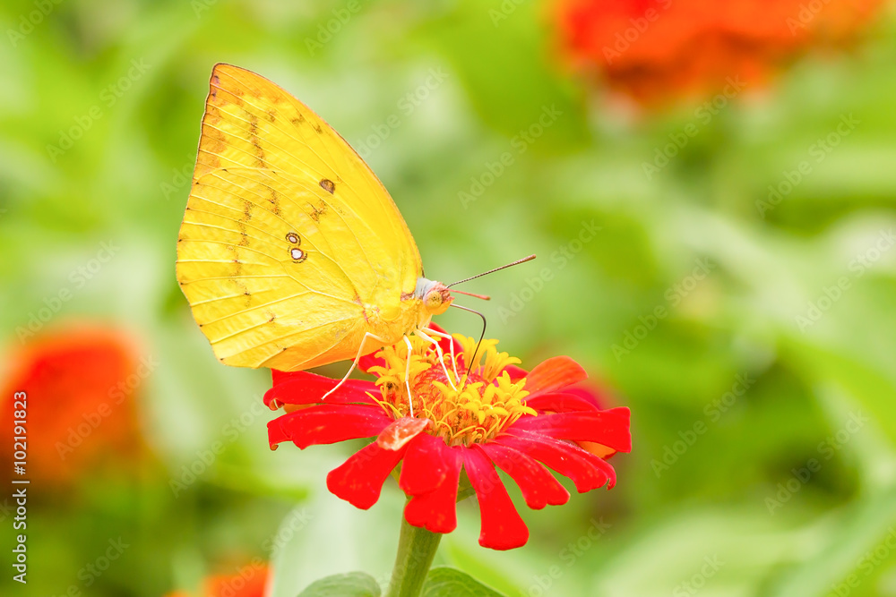 Colias erate butterfly on a mexican sunflower Colias erate butterfly on a mexican sunflower