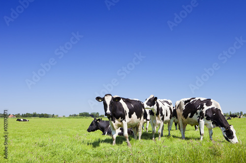 Leinwand Poster Kühe in einer frischen Wiese an einem klaren Tag