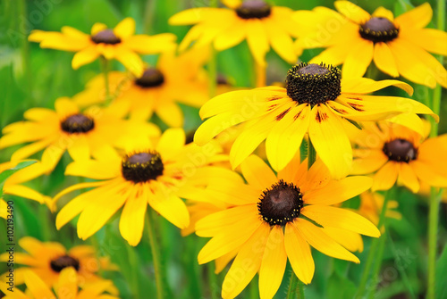 Tableau sur toile Yellow rudbeckia flower