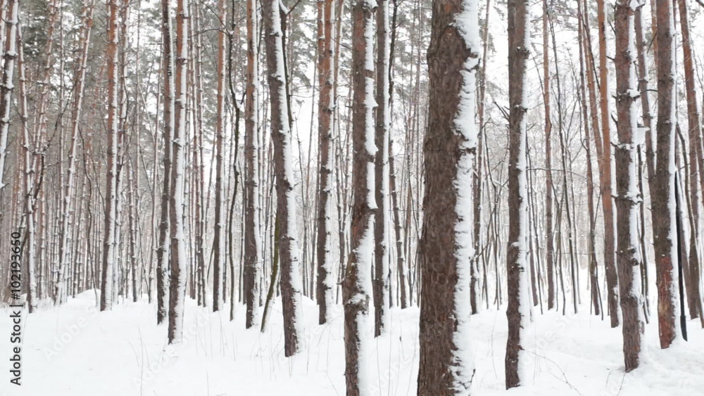 Winter coniferous forest Winter coniferous forest