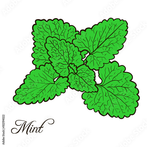 hand drawn mint plant with leaves