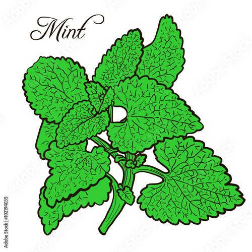 hand drawn mint plant with leaves