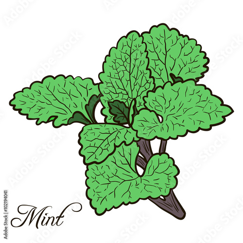 hand drawn mint plant with leaves